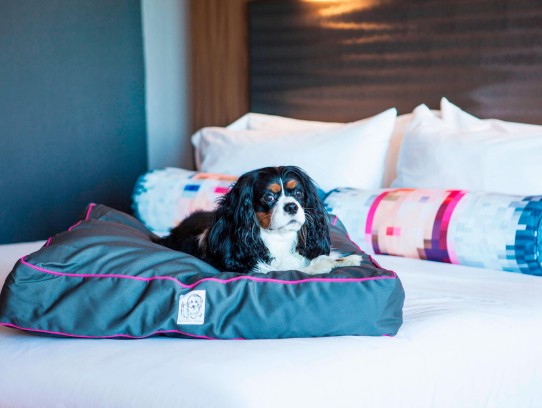 Pet Friendly Hotels Near Franklin, TN