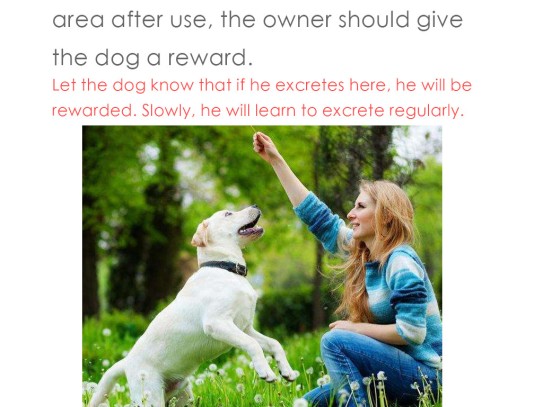  Discover the Best Pet Odor Eliminator: Your Ultimate Guide to Keeping Your Home Fresh and Clean