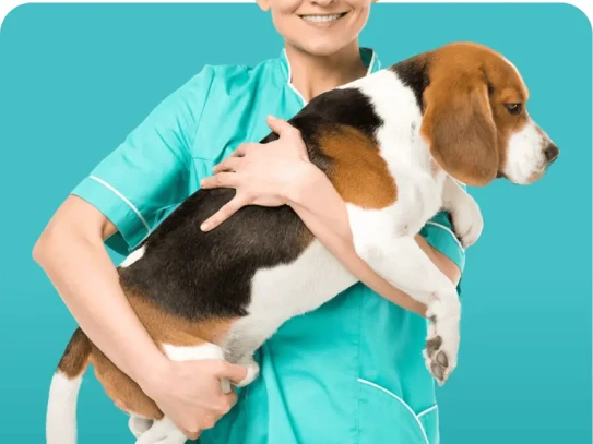  Comprehensive Pet Care Services at Bessemer Pet Clinic, Bessemer AL: Your Trusted Partner for Furry Family Members