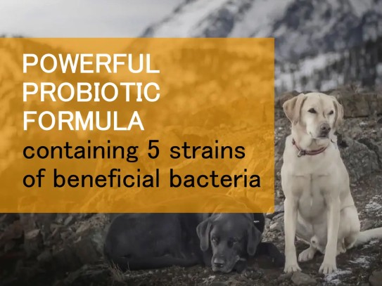  "The Ultimate Guide to Pets Probiotic: Boosting Your Pet's Health Naturally"