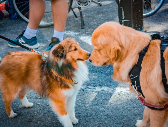 Pet Shops in Corbin, KY: Find Your Furry Friends